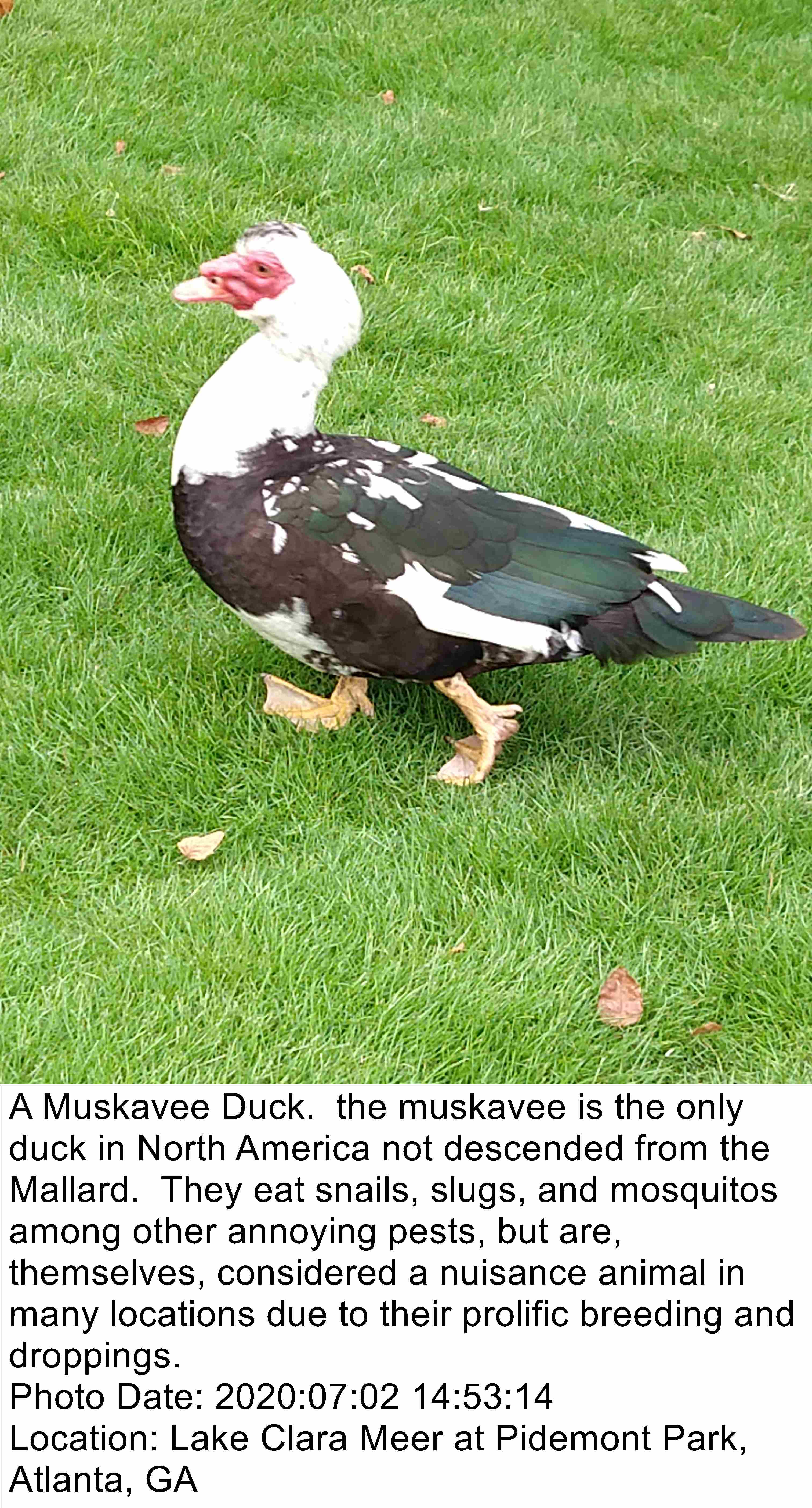 Wildlife photo after a caption is added