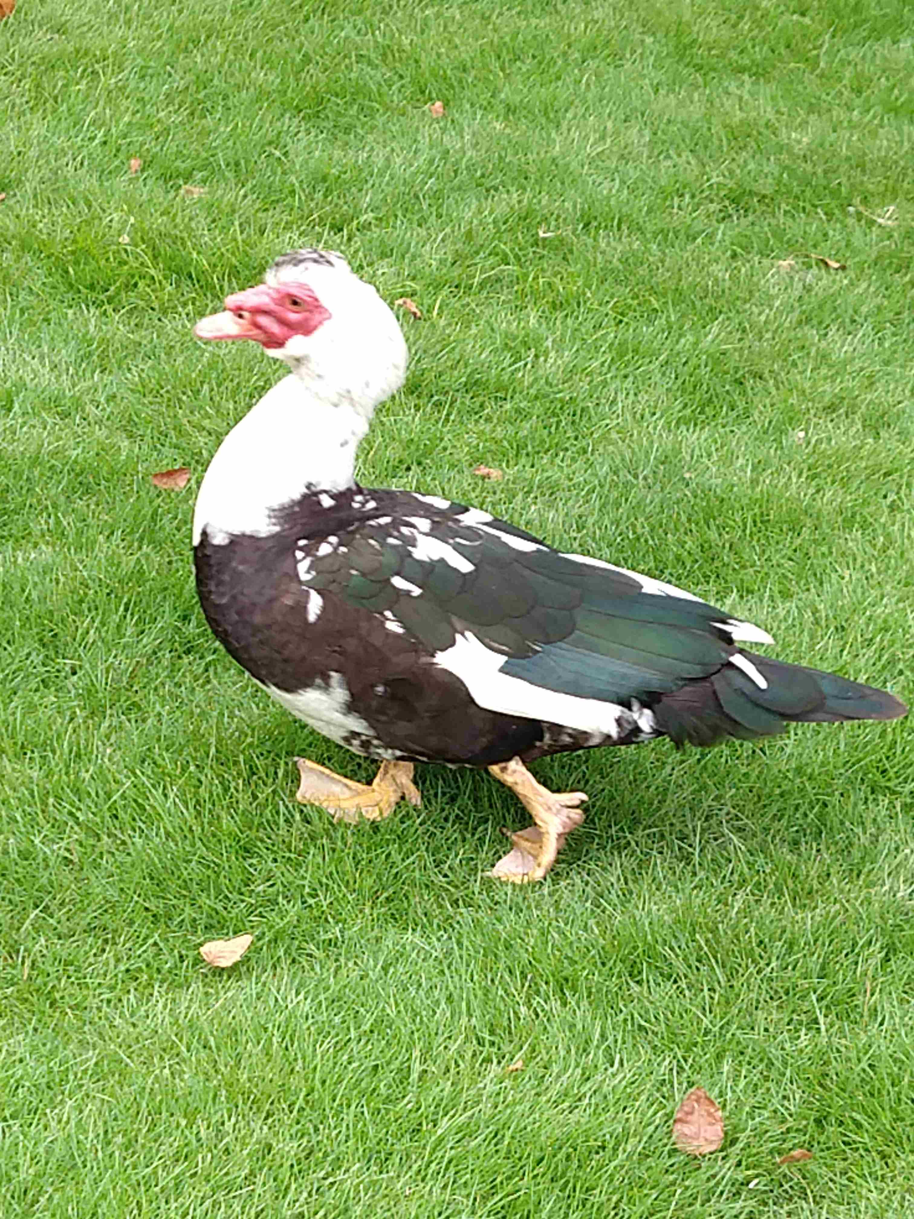 Wildlife photo before a caption is added